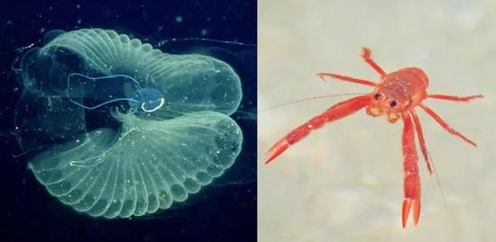 ����������΢С���ЙC�w����ʳ������������x ���� ���h��tз ���ң� ���������ܕ���С����ʳˮ��������̎������΢�� 