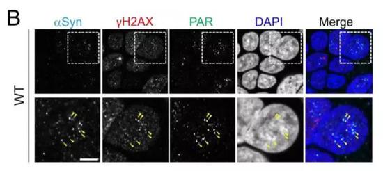  ����-ͻ�|�˵����c����ؓ؟DNA�ޏ͵�Ԫ��������ͬ�Ķ�λ���DƬ��Դ�������Y��[1]��