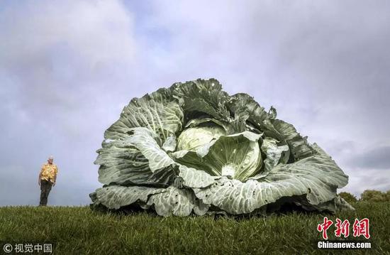 �Y�ψD�����;��Ĳˡ�