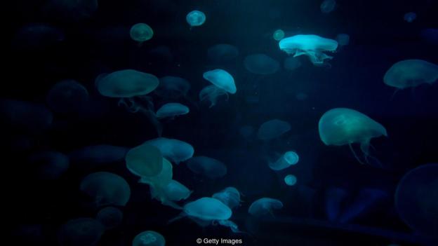 ������һЩ��ֵ�������ʽ����������Ӱ����҂������Ǻ�������������